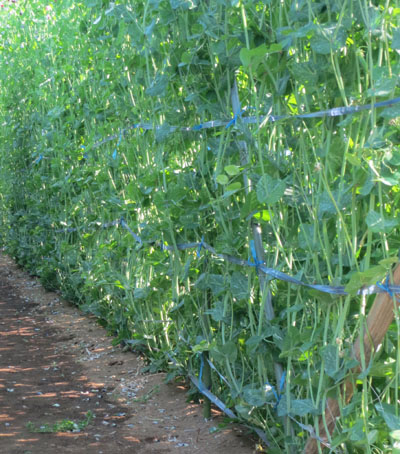 エンドウマメ スナップエンドウ スナックエンドウ の育て方 種まき方法時期 収穫時期目安 肥料 支柱は